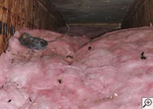 A dead mouse and its feces in a batt of fiberglass insulation in a crawl space in Ithaca.