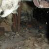 A dirt crawl space with water-soaked fiberglass insulation in Freeville.