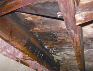 mold and rot in a Ithaca crawl space