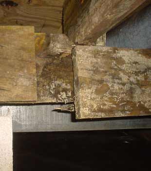 Extensive basement rot found in Elmira by Southern Tier Basement Systems
