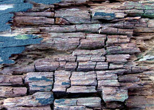 Dry rot damaging wood in Trumansburg