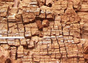Wood severely damaged by dry rot damage in Sidney