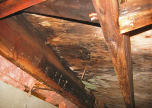 Extensive crawl space rot damage growing in Newark Valley