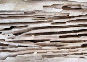 Carpenter ant tunnels and galleries in structural wood in a Newark Valley home