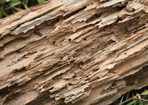 Termite-damaged wood showing rotting galleries outside of a Beaver Dams home