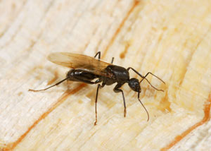 Closeup of a carpenter ant breeder in Conklin