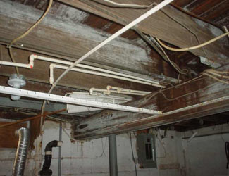 a humid basement overgrown with mold and rot in Port Crane